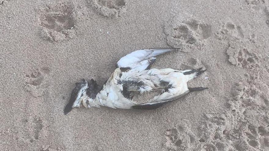 Uno de los ejemplares muertos en El Perelló.