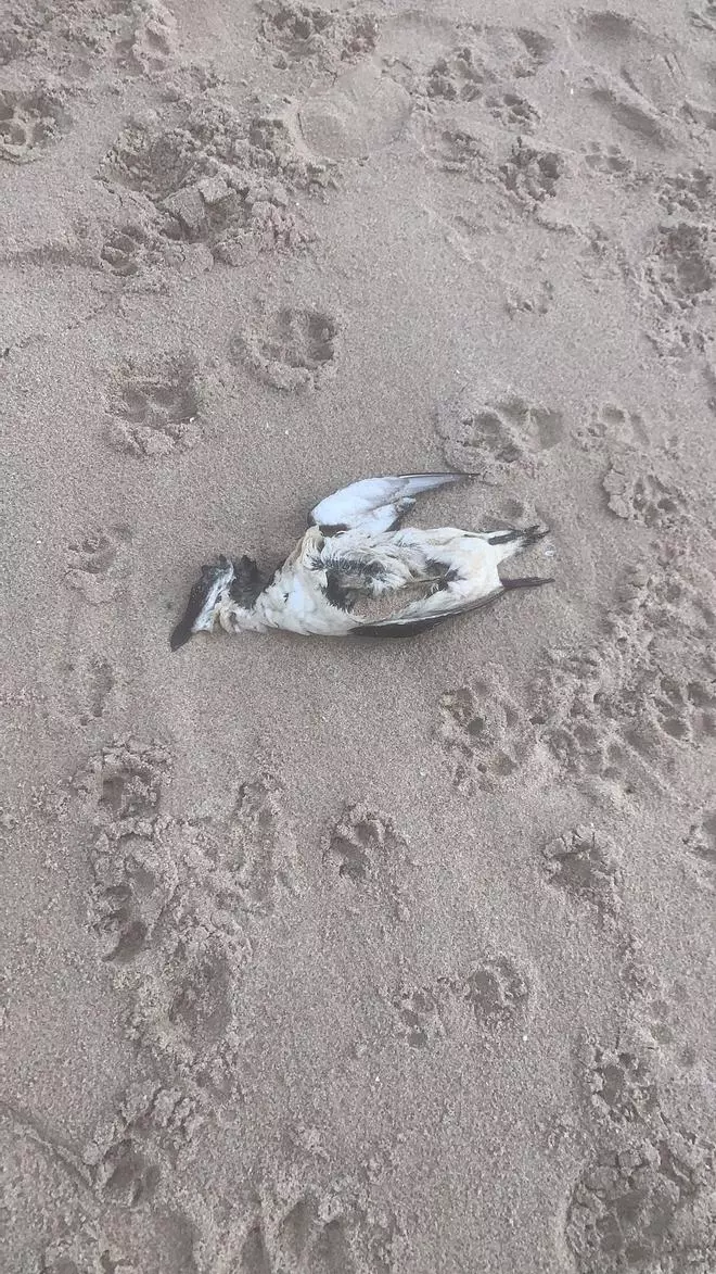 Una veintena de falsos pingüinos aparecen muertos entre El Perelló y Les Palmeres