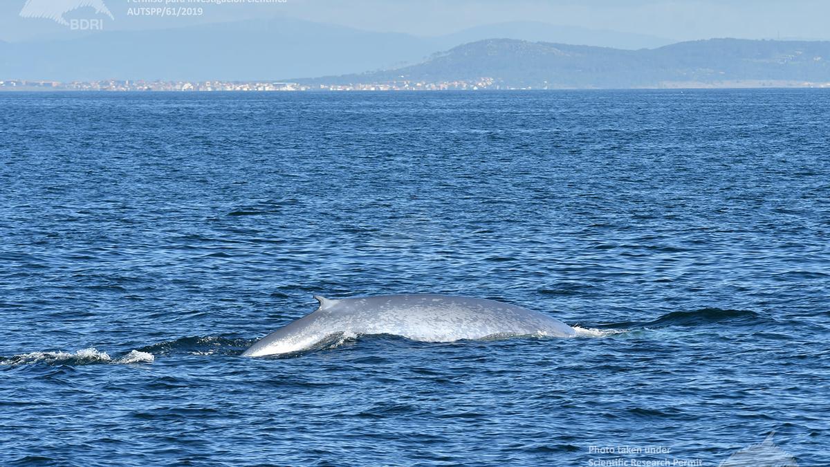 Las ballenas regresan cada verano.