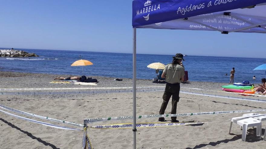 Una tortuga marina desova en la playa de Marbella cerca de 70 huevos