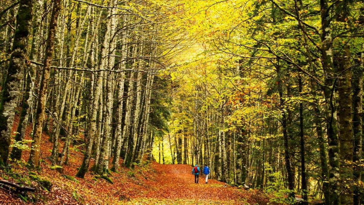 Hayedos y robledales: En busca del bosque encantado