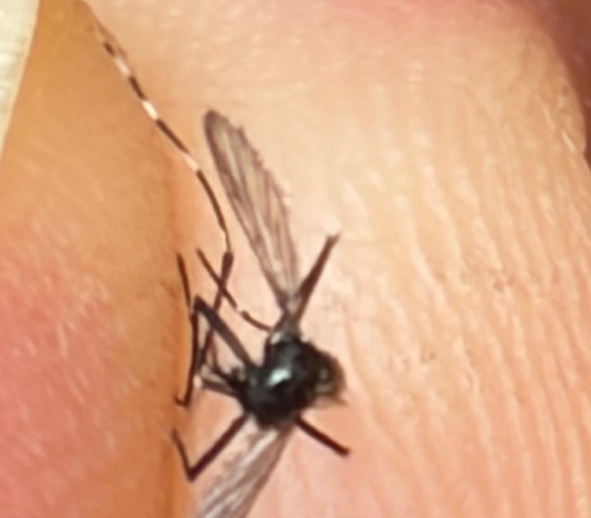 Otro de los ejemplares identificados en los últimos días. | MOSQUITO ALERT