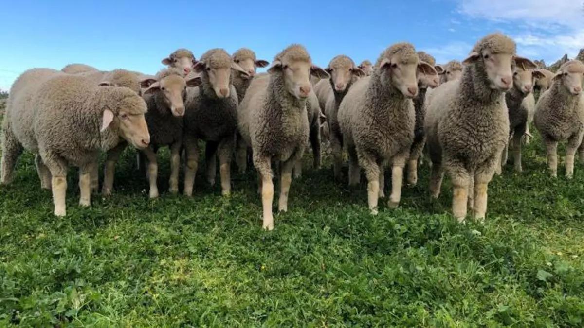 Corderos de Corderex.