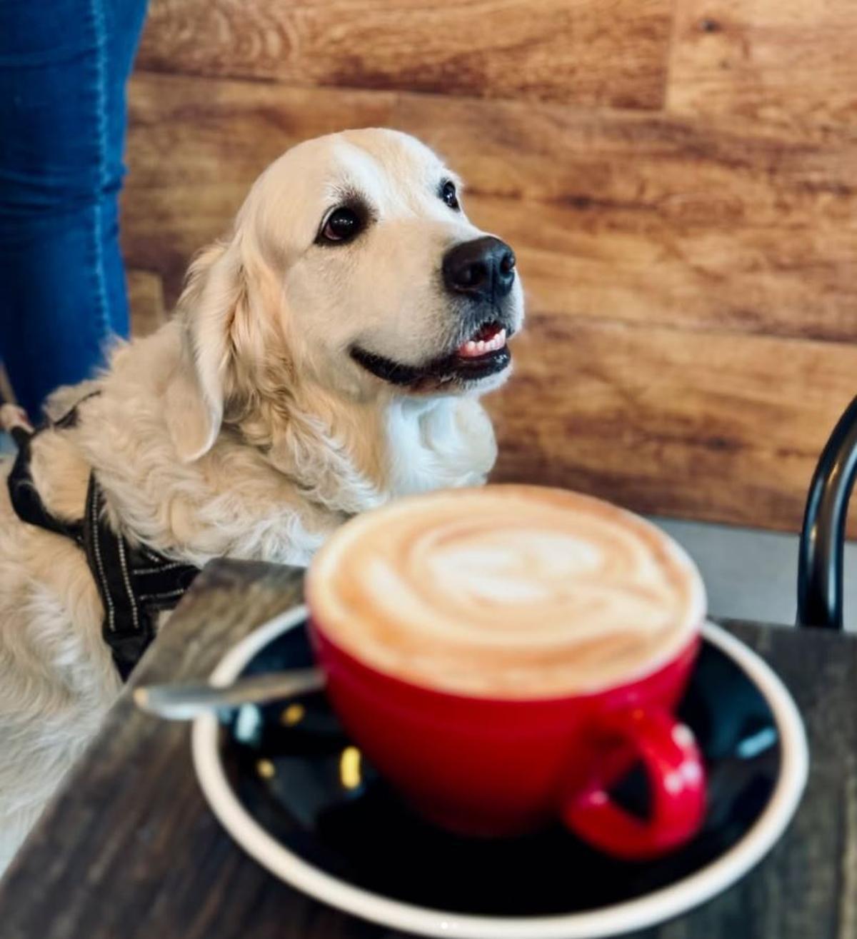 Un perro dentro de una cafetería de Alicante, una imagen cada vez más habitual desde la entrada en vigor de la Ley de Bienestar Animal.