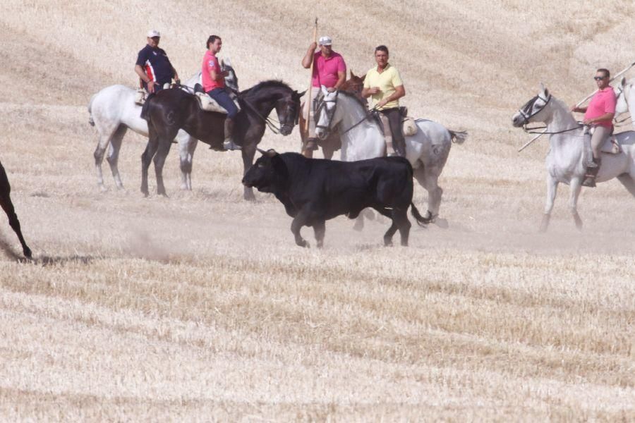 Fiestas en Zamora: Encierro campero en VIllaescusa