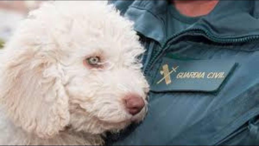 K-9, los guardias civiles que &quot;huelen&quot; la sangre: así encontraron los cadáveres escondidos en el pozo de una nave de Librilla
