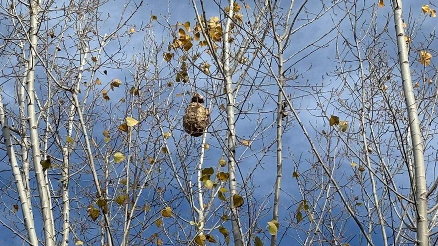 El niu de vespa asiàtica situat a un dels arbres del pati de l'escola Serra i Hunter