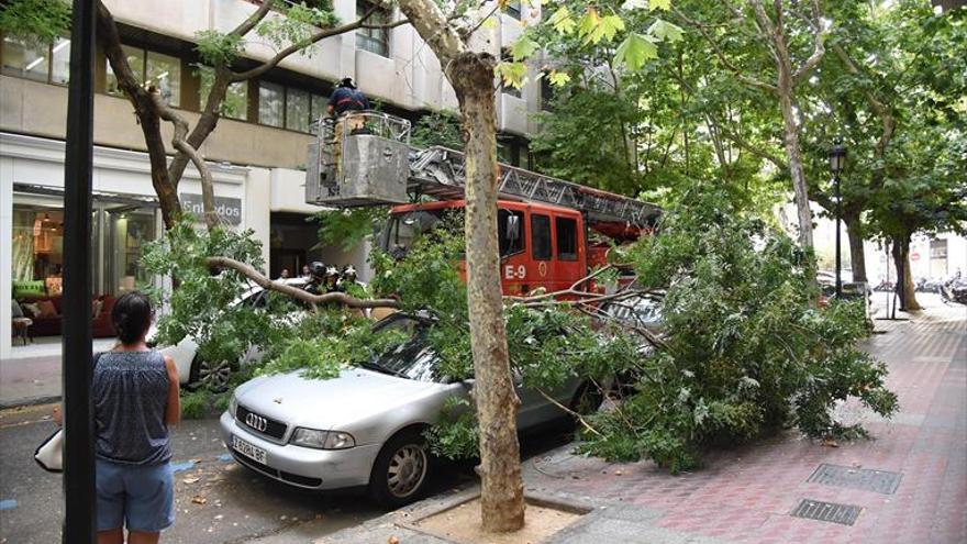 Una rama de unos 15 metros se desploma en la calle Zurita