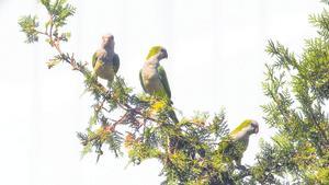 Ejemplares de cotorra de pecho gris en un árbol en las inmediaciones de la estación de autobuses de Manresa.