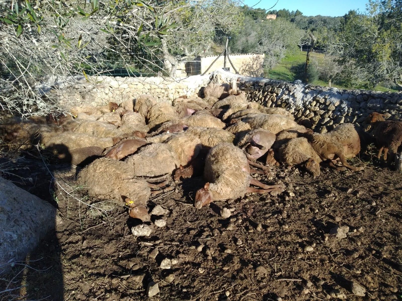 Tres perros matan a 60 ovejas embarazadas en Llucmajor