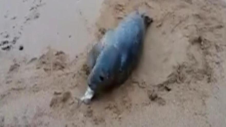 Una foca varada permance varias horas en una playa del oriente