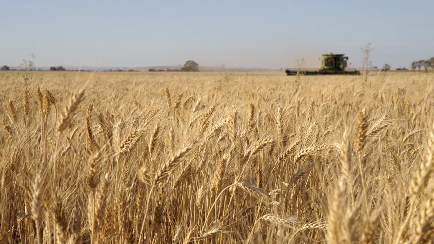 Lonja de Zamora: los cereales continúan al alza