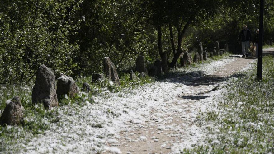 Semillas de chopo, habituales estos días. No producen alergia por sí mismas, aunque pueden arrastrar polen del ambiente, que sí es problemático para los alérgicos.