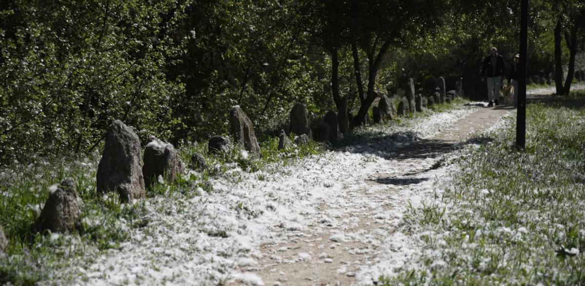 Semillas de chopo, habituales estos días. No producen alergia por sí mismas, aunque pueden arrastrar polen del ambiente, que sí es problemático para los alérgicos. | MIGUEL ÁNGEL LORENZO