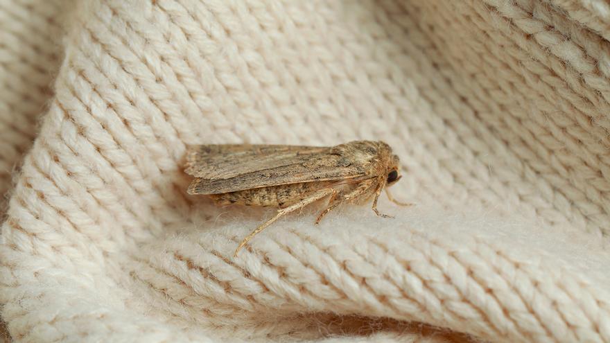 Adiós a las molestas polillas en casa: la cuchara que debes poner en el marco de la ventana