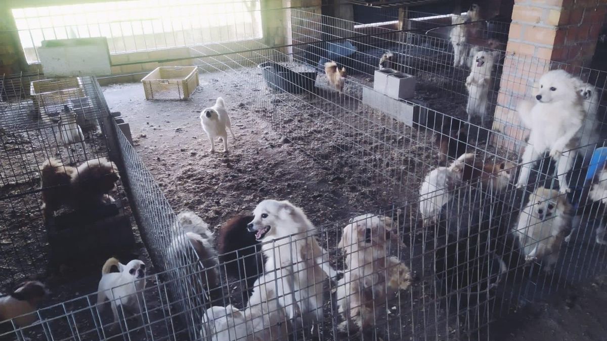 Imágenes de recurso de un criadero clandestino desmantelado de perros de raza