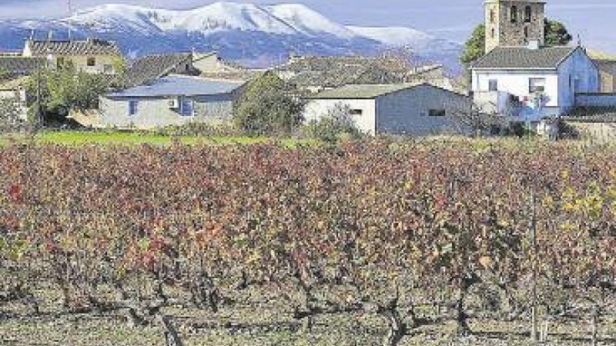 Cultivos agrícolas en el medio rural