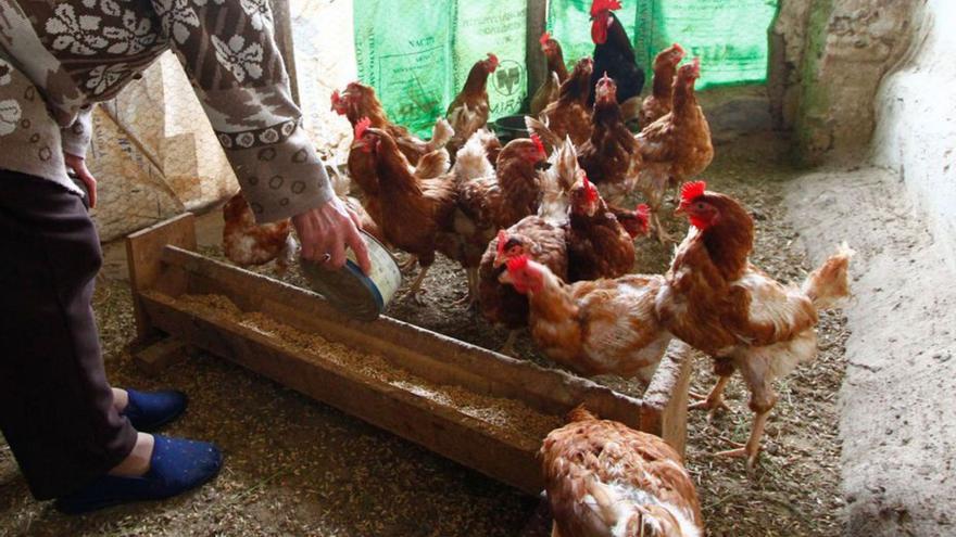 Una mujer dando de comer a las gallinas de su corral.