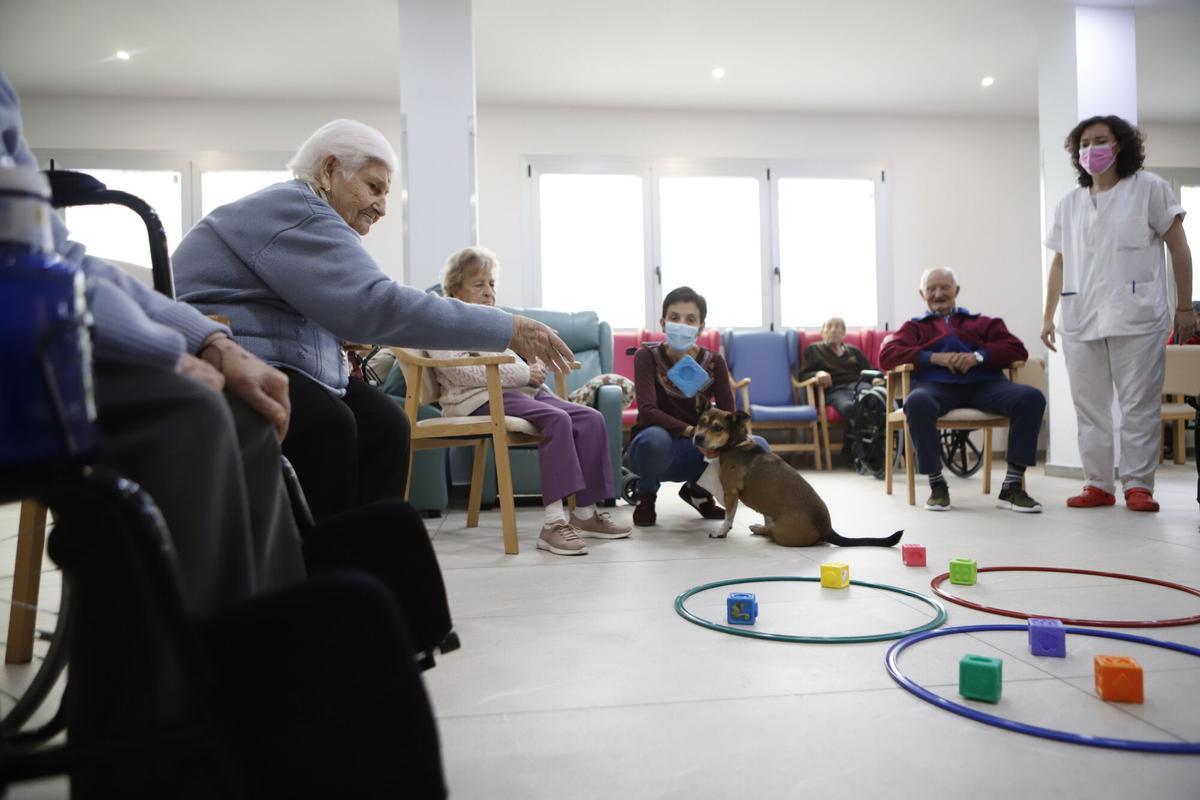 Frida, la perra de terapia asistida en una residencia de Zaragoza