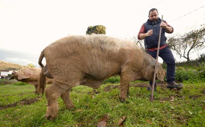 La encrucijada del gochu asturcelta