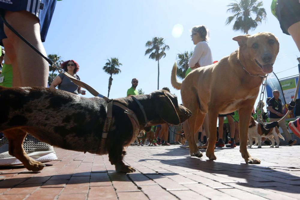 La carrera, con salida y llegada en la plaza de la Marina, ha recorrido la calle Larios, Alcazabilla y calle Granada ante la sorpresa e interés de vecinos y turistas.