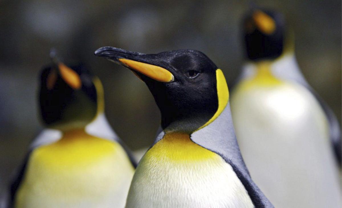 La UICN declara en  perill d’extinció el pingüí emperador i el llop marí