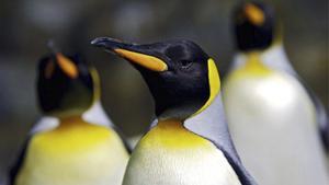 La UICN declara en  perill d’extinció el pingüí emperador i el llop marí