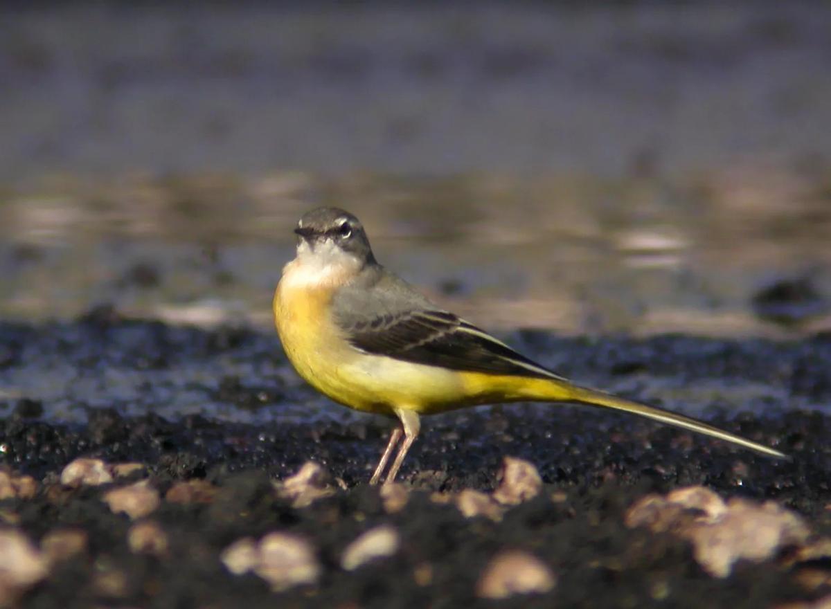 La lavandera cascadeña es la más fluvial y estilizada de las lavanderas españolas. Típica de arroyos y regatos de corriente rápida, es un ave elegante y de vuelo ondulado que agita continuamente la cola cuando se posa en el suelo