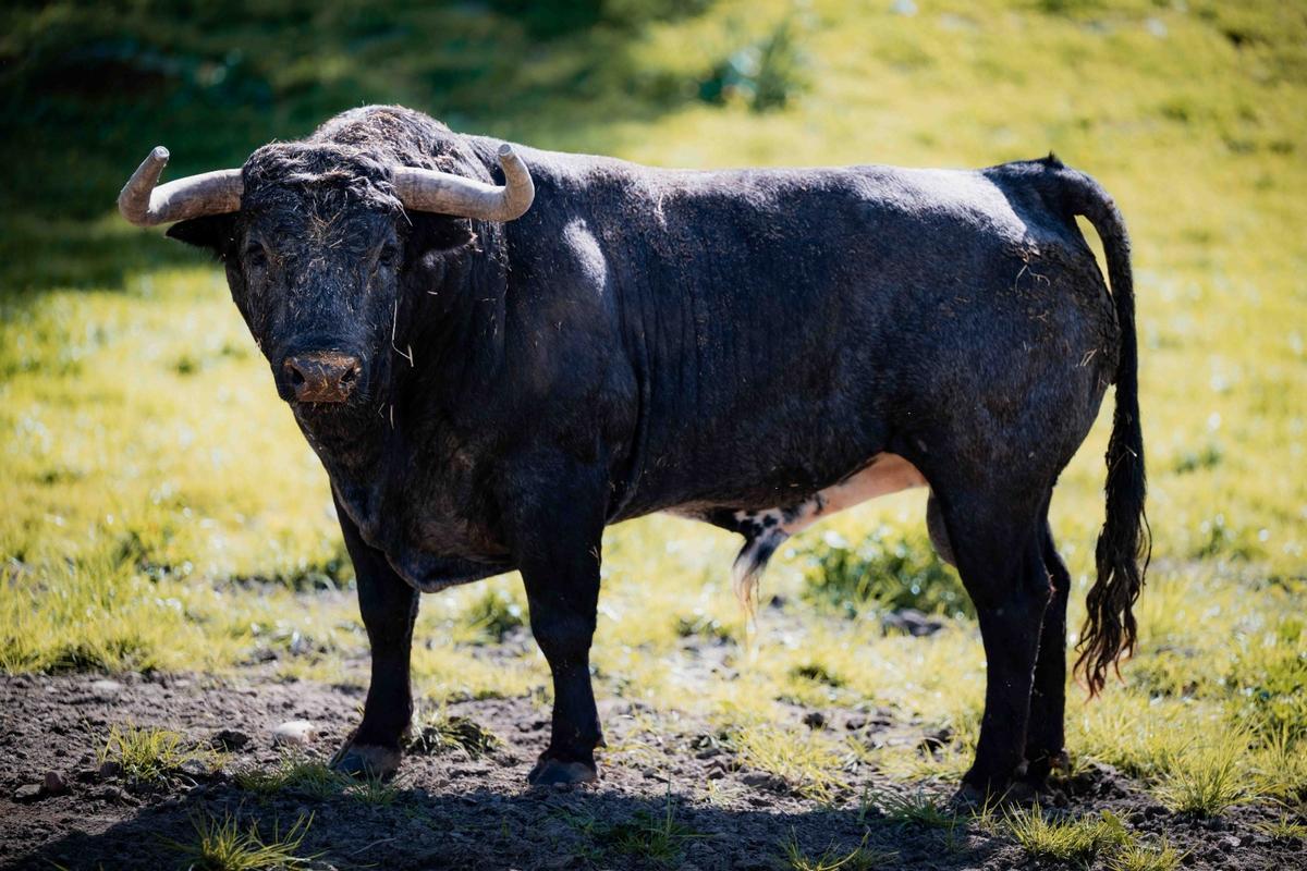 Los toros de La Quinta reseñados para su regreso a la Feria de Fallas