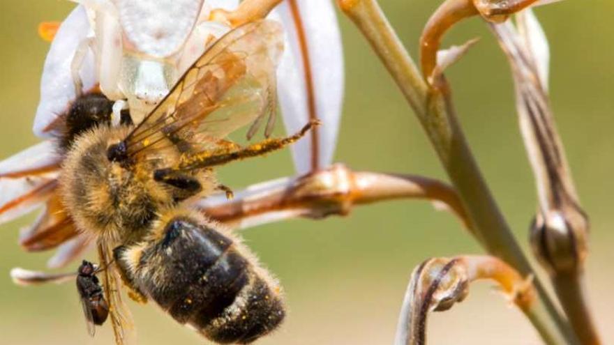 Premiada una fotografía de un investigador de la Universitat