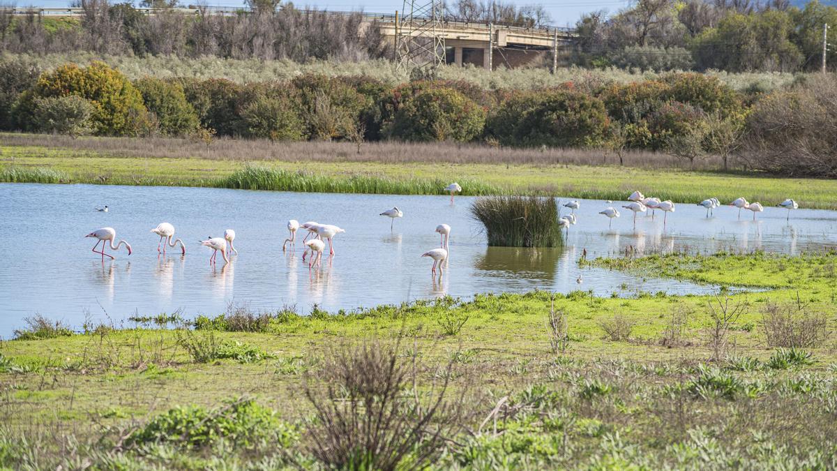 Las lluvias dan una oportunidad a las crías de flamencos de Fuente de Piedra