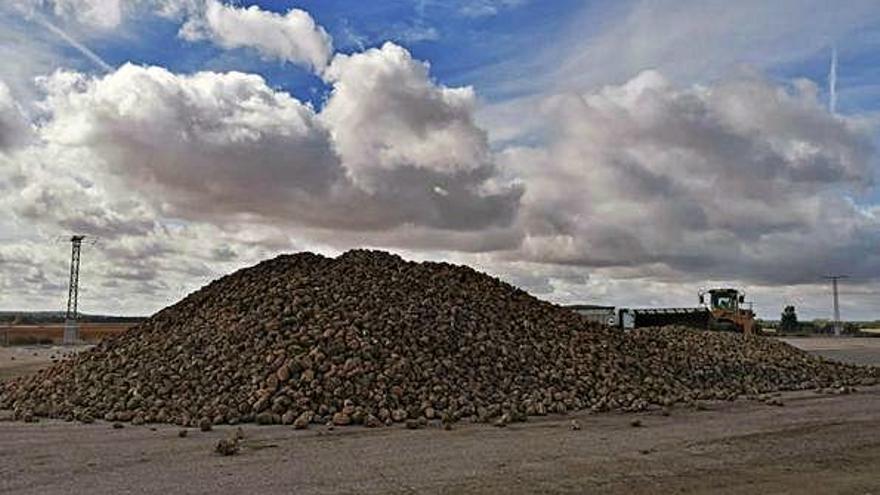 Remolacha amontonada en las instalaciones de la Azucarera de Toro en la última campaña.