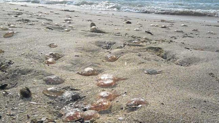 Según el IEO las medusas han disminuido en las islas.