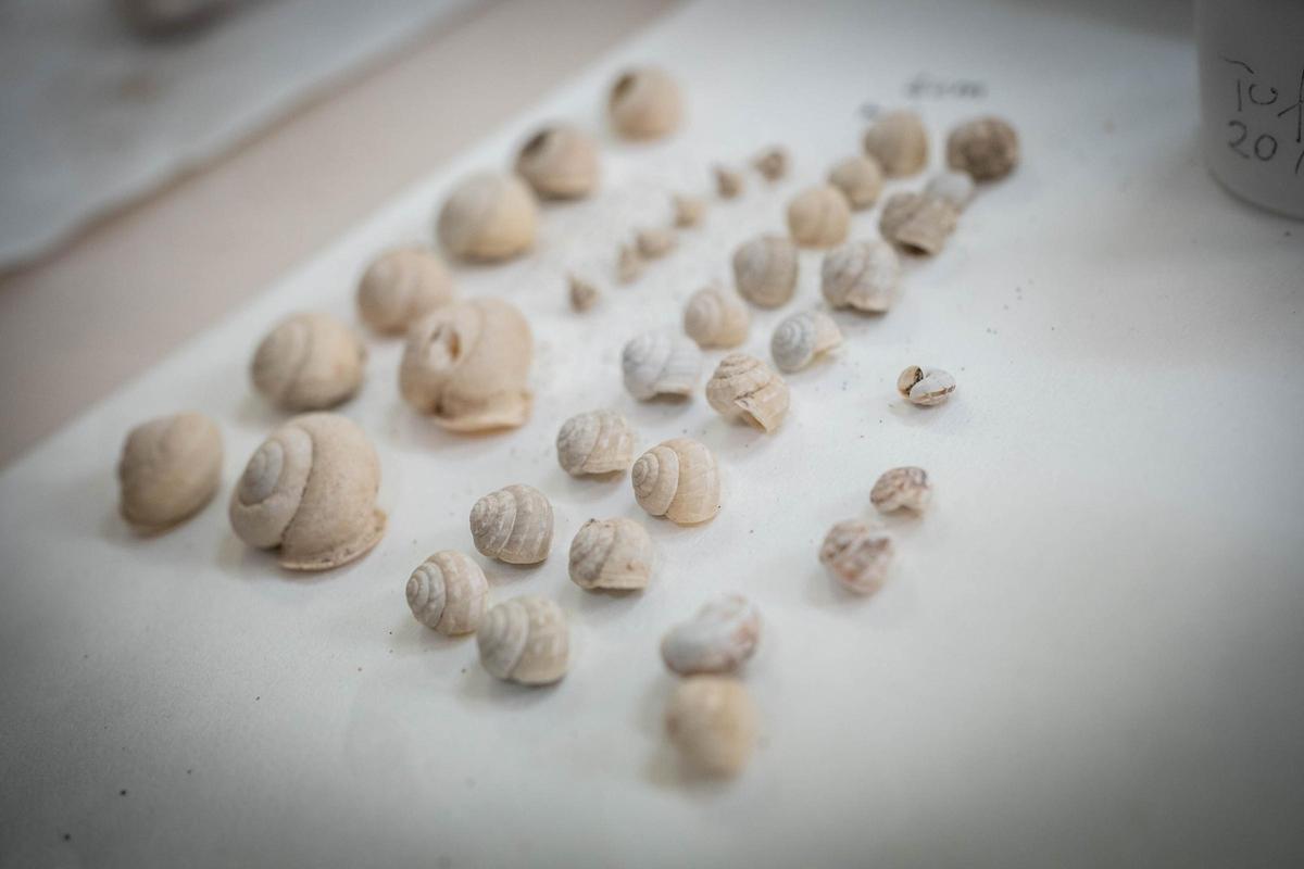 Distintos registros fósiles de varios gasterópodos de las Islas.