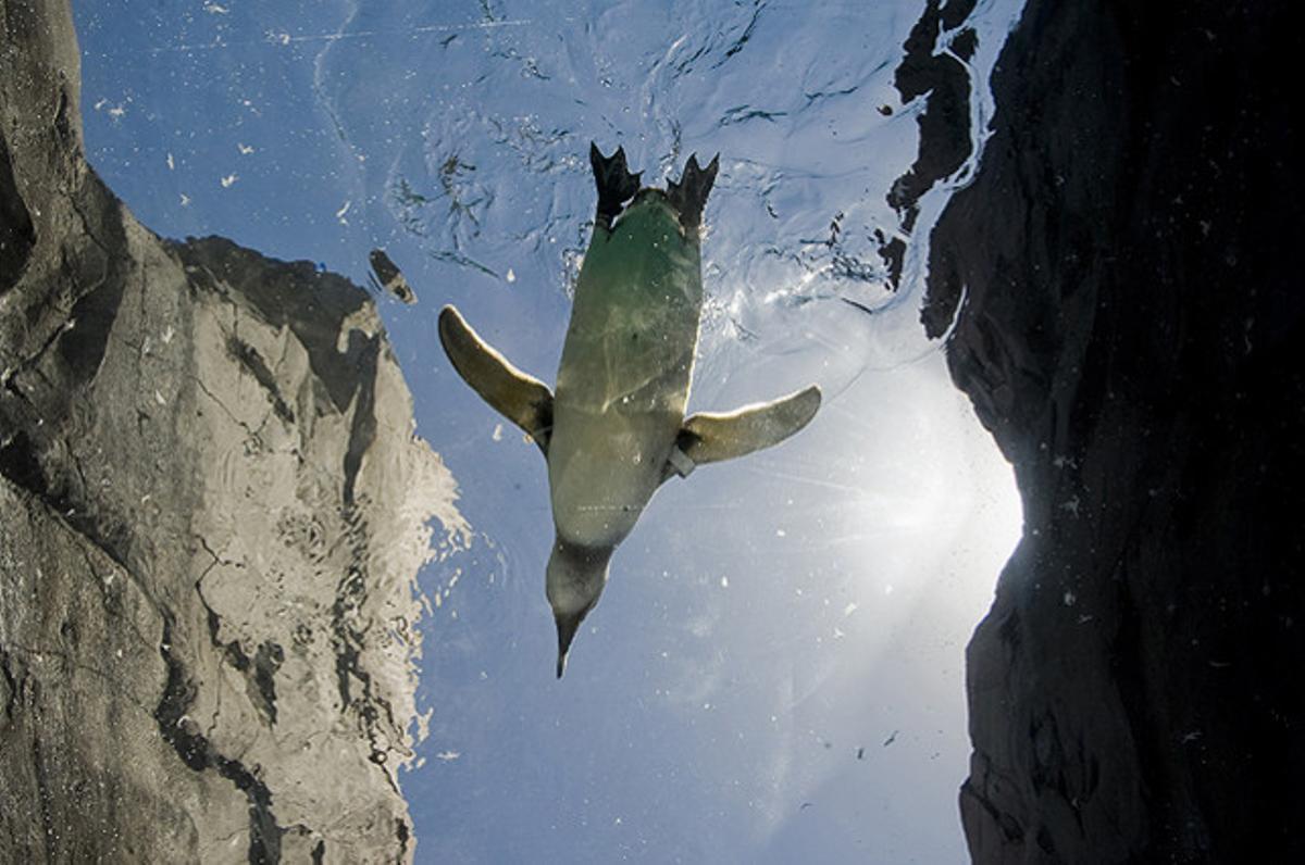 Un pingüí neda a l’aquari del Pacífic a Long Beach, Califòrnia.