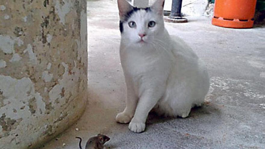 El pequeño roedor y el felino.