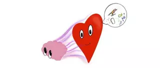 Las etapas de la sexualidad (1)