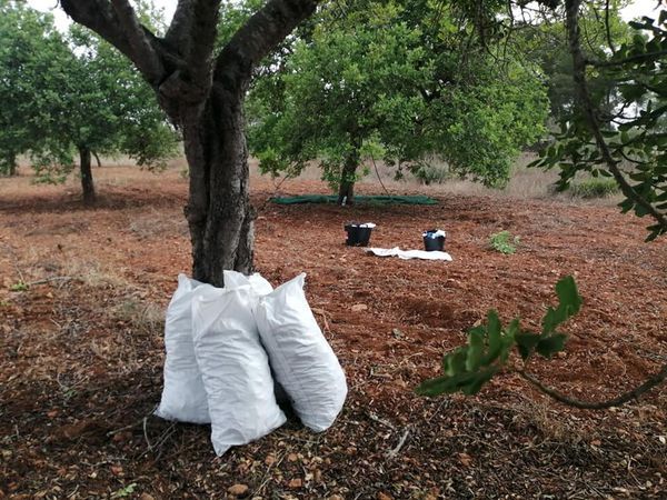 Cuatro investigados por robar más de 400 kilos de algarrobas en una finca en Algaida