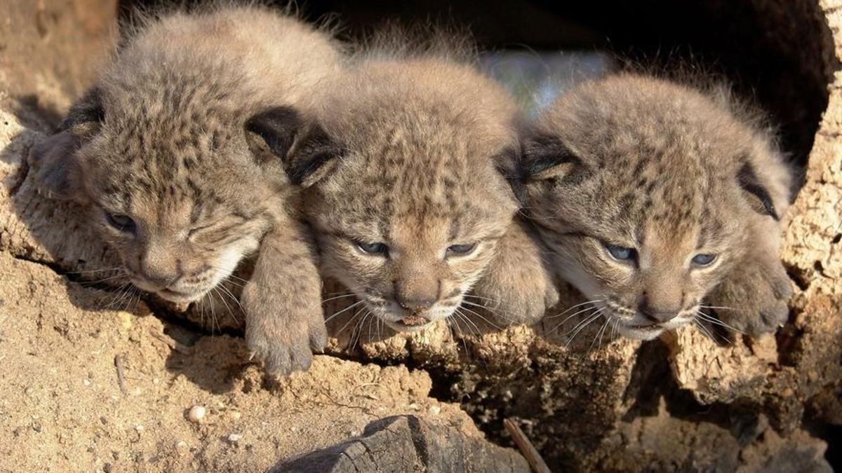 Una camada de cachorros de lince, nacidos en 2005 en Doñana, pioneros pues de los programas de reintroducción.