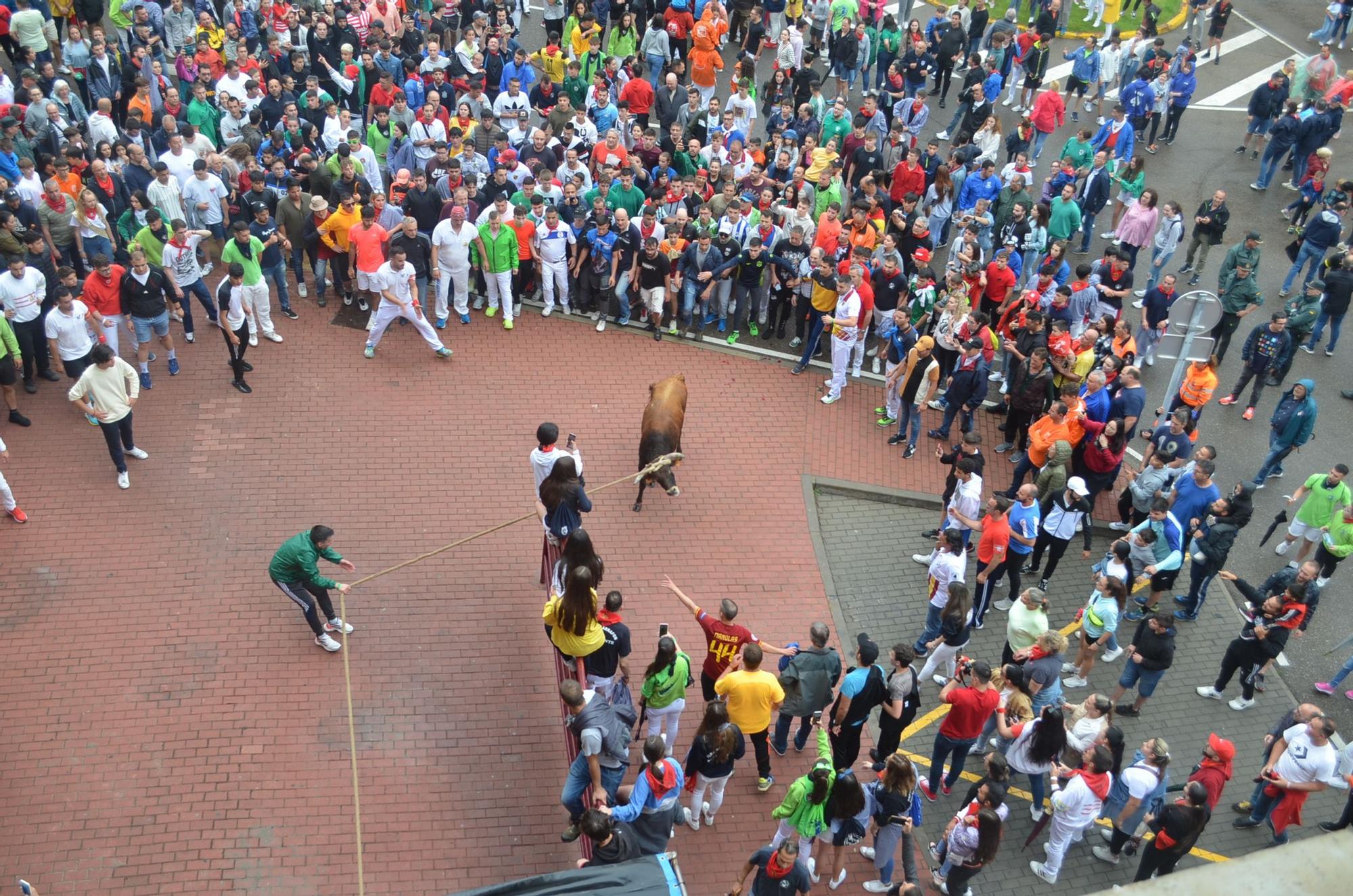 Fiestas del Toro en Benavente: El torito Berrón completa el recorrido en 26 minutos