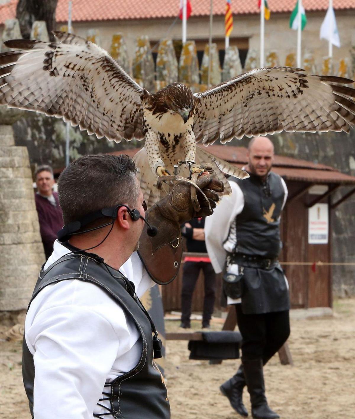 Espectáculo de cetrería en la Fiesta de la Arribada en 2019.