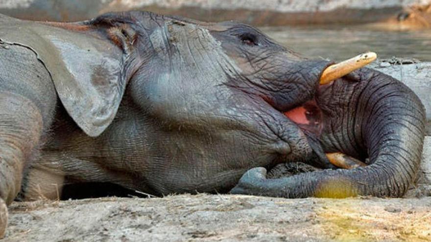 La verdadera historia de Dumbo, el elefante alcohólico