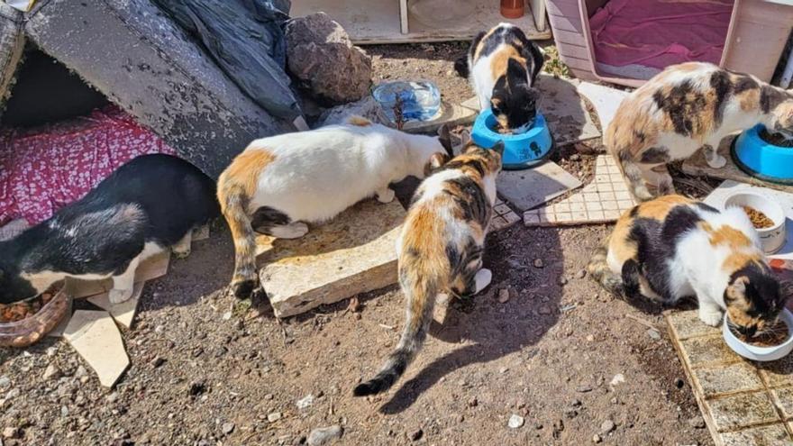 Las colonias de gatos, un quebradero de cabeza para los municipios de Tenerife