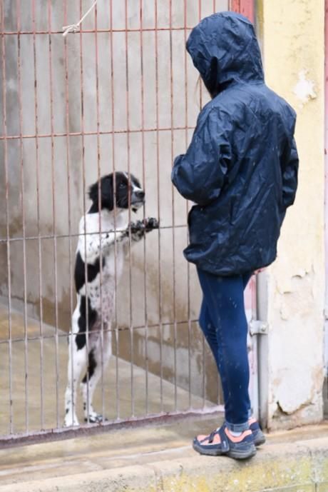 Puertas abiertas de la protectora de Alcoy