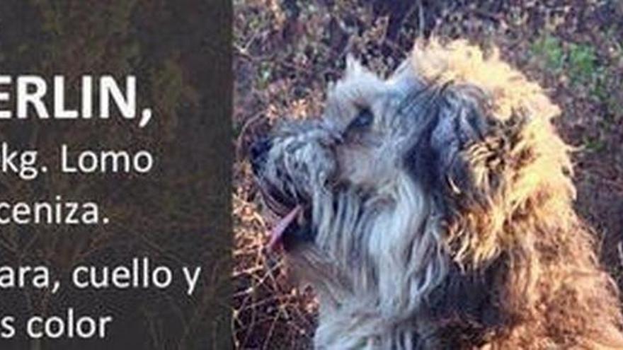 Cartel de un perro que se busca actualmente en Gran Canaria.