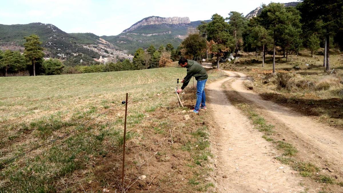 El ramader Martí Marginet arregla uns fils elèctrics que ha fet malbé el cérvol.