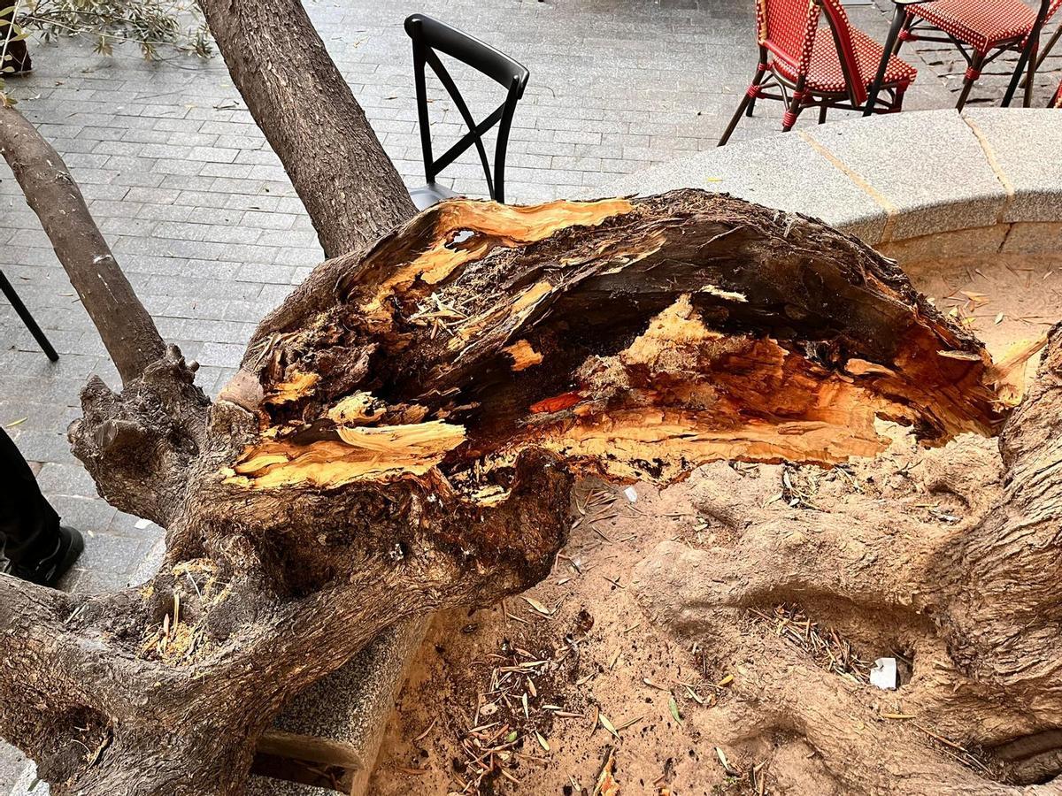 Vecinos y hosteleros de la plaza del Doctor Collado alertan del estado del primer olivo de València