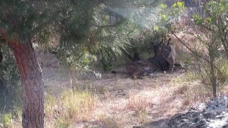 Cómo se salvó a los linces del incendio de Doñana