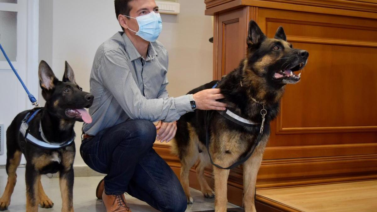 La Policía Local de Burjassot presenta a los dos nuevos perros policía