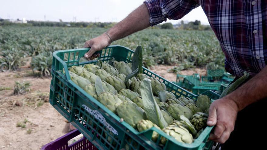 El campo sigue con serios problemas de mano de obra para la recogida de la fruta